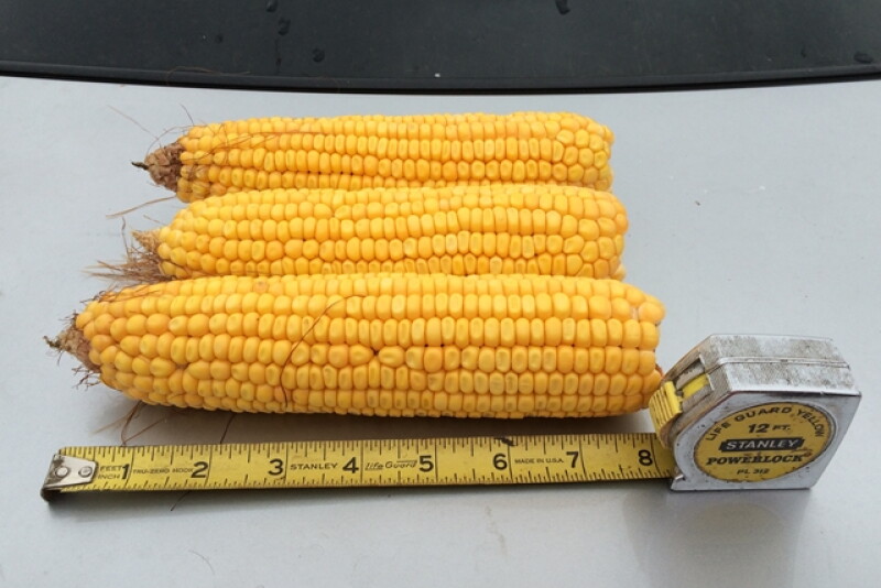 corn nebraska crop tour 2016