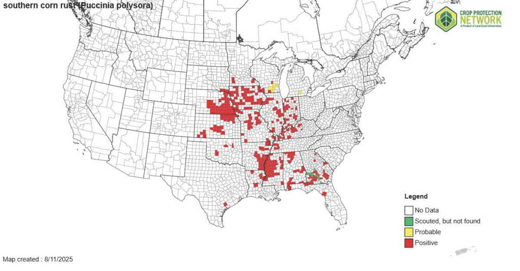 Corn Ruste Southern Rust Has Infected Iowa Corn in ‘Likely Every County’ - AgWeb