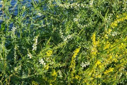 Sweetclover
