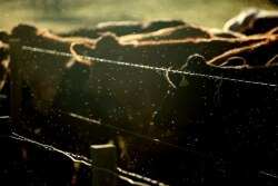 Fly season is upon us. With three major fly types, it's important to approach fly control with a variety of strategies for optimal control.
