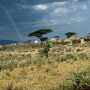 Africa Village