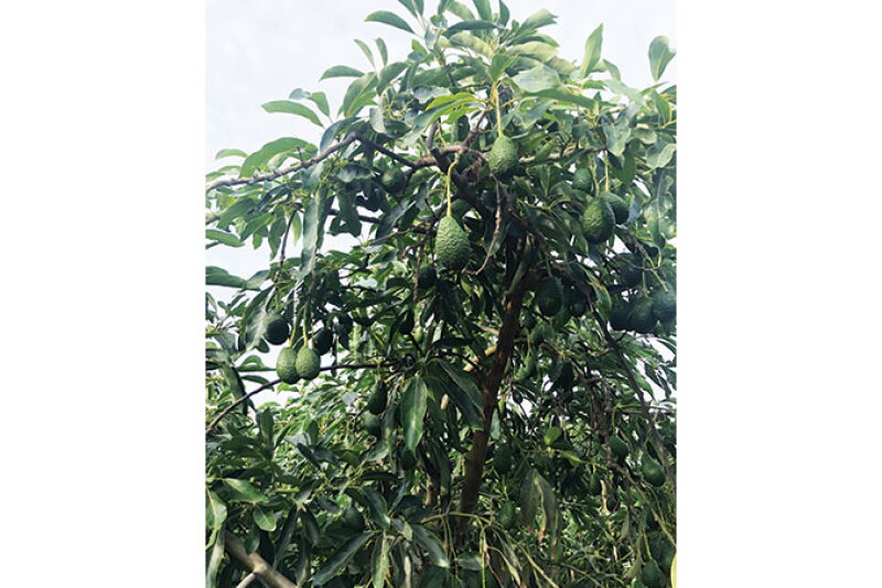 Del Rey Avocado Co. Inc. will have avocados from Peru until Labor Day, says partner Bob Lucy. This year, growers in Peru are expected to ship 190 million pounds of avocados to the U.S., with supplies available until late September, according to the Peruvian Avocado Commission.