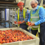 Eastern Propak CEO Rob Kearney (from left) and New Jersey Agriculture Secretary Douglas Fisher check out a bin of peaches grown in New Jersey.