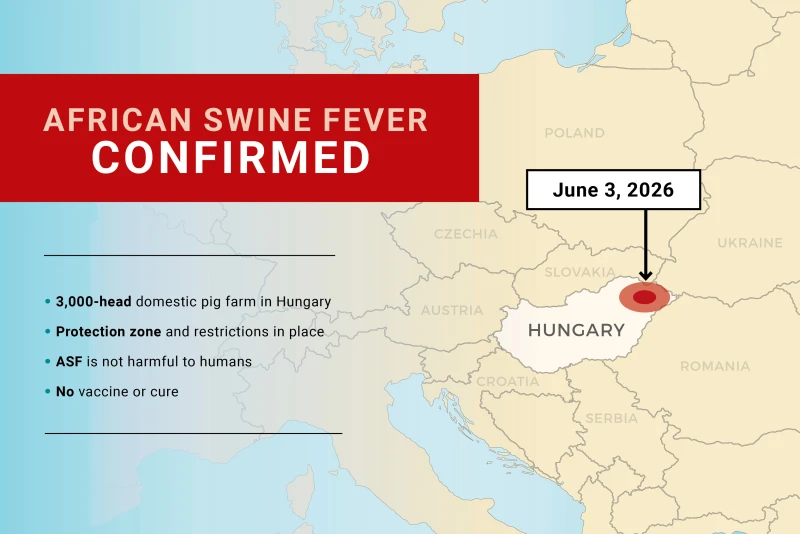 Hungary Reports First Case of African Swine Fever in Domestic Pigs