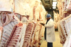 Beef Carcasses