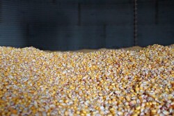 Corn in bin