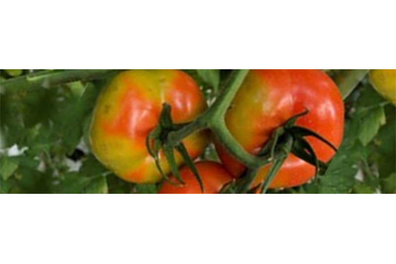 tomato ppv