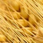 wheat