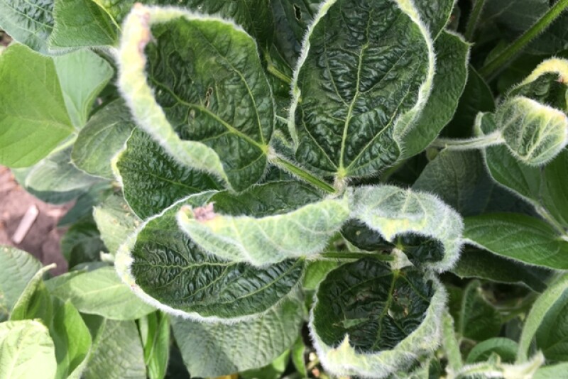 Cupped leaves are a common symptom of potential dicamba damage.