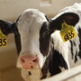 Calf   Purina 4 25 13   Copy