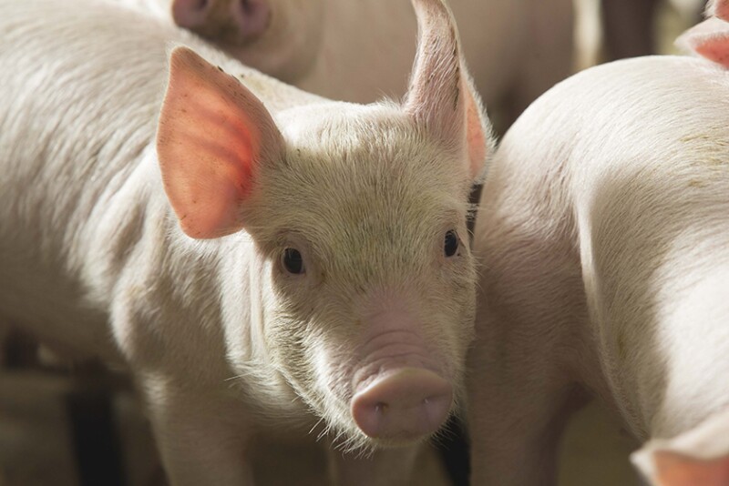 Pig up close