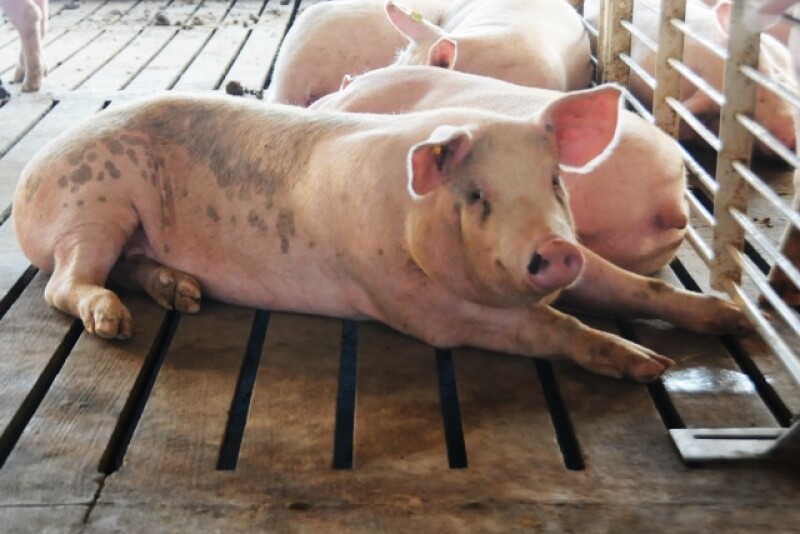 Cash-traded feeder pig reported volume was below average this past week, with 8,943 head reported. Cash feeder pig reported prices were $36.58, up $1.90 per head from last week.