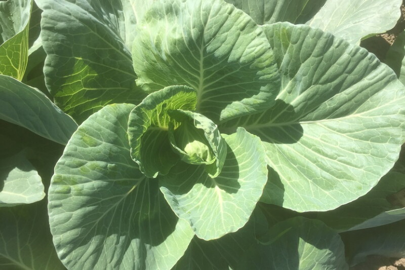 Texas cabbage