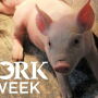PORK Week Pig