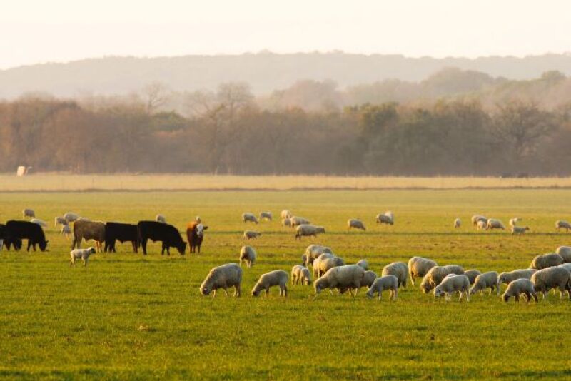 Purina farm