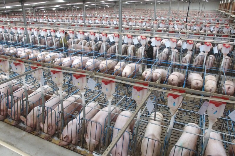 Sows in barn in China