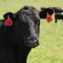 Cows: Problem or solution?