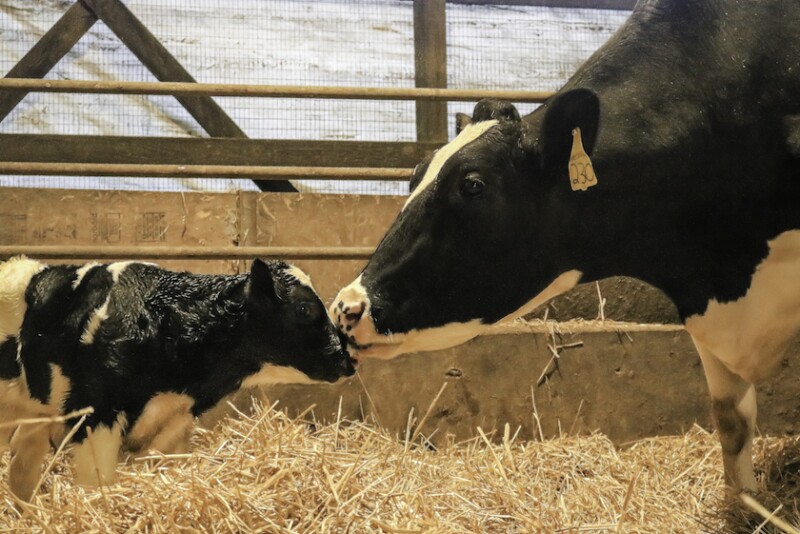 When a cow freshens during the fall or winter, she tends to produce less colostrum than her herd mates who calved in spring and summer. It's no coincidence. Now research is shedding some "light" on the situation.