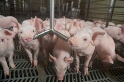 Pigs drinking water