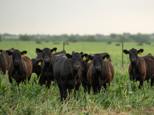 Langford cattle