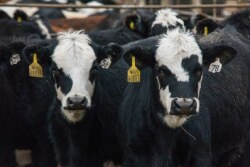 Fed cattle and feeders sold higher