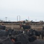 BT_Feedlot_Cowboy_Cattle