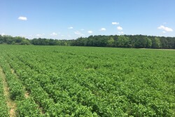 A mixed forage, which does not qualify for an MFP payment, is that with less than 60% alfalfa. 
