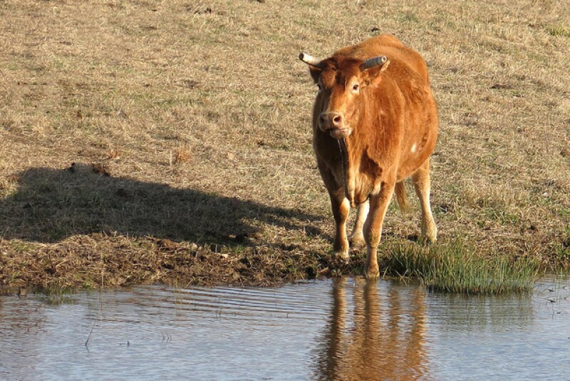 BT_Cow_Drinking_Water