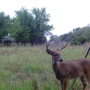 Deer enjoy the bounty of a food plot.