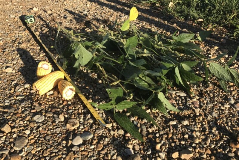 Scouts pull corn and bean samples in Illinois