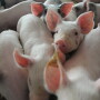 Cash traded weaner pig volume was above average this week with 61,355 head being reported which is 149 percent of the 52-week average. Cash prices were $34.05, up $1.73 from a week ago.  
