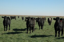With hay supplies extraordinarily tight and winter still here, both wheat stocker producers and cow-calf producers are looking for forage sources to get by until stockers are sold or grass greens up for grazing.  