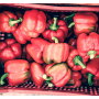 Vancouver, British Columbia-based The Oppenheimer Group anticipates an increase in volume this season, especially with its organicbell  pepper crops, says Aaron Quon, executive category director of greenhouse.