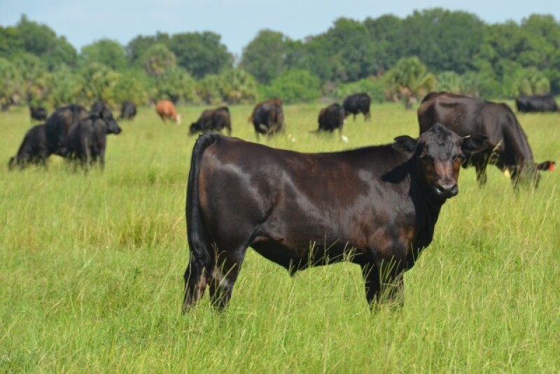 BT_Brangus_Calf