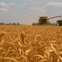 North Dakota Grain Growers are withdrawing from the national wheat organization.