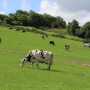 Cows grazing Volac @300.pdf_.jpg