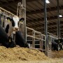Dairy_Feedbunk_Headlocks_Holstein_Taylor Leach