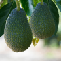 Index Fresh avocados