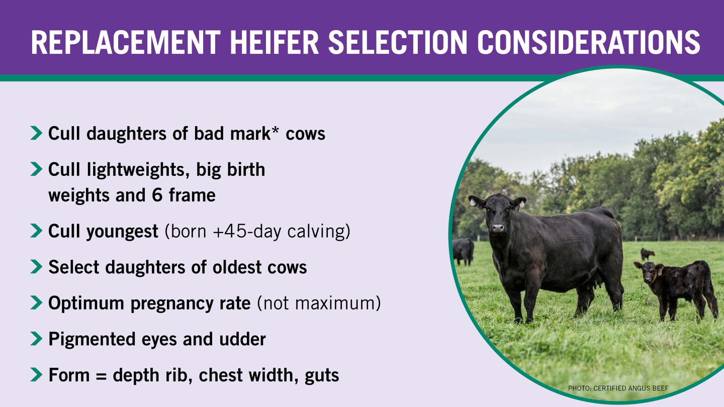 Revised Cow Cowherd Reconstruction - Bovine Vet