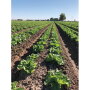 Coastline Family Farms expects to start harvesting iceberg lettuce and about two dozen other items out of Brawley, Calif., between Thanksgiving and early December, says salesman Mark McBride.