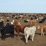 BT_Feedlot_Cattle_Texas