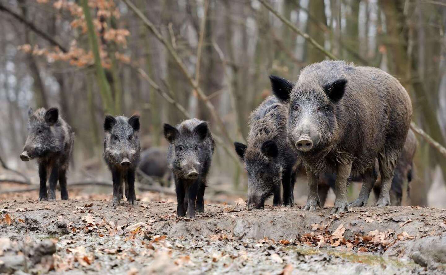USDA%20WILD%20PIG%20SOUNDER.jpeg