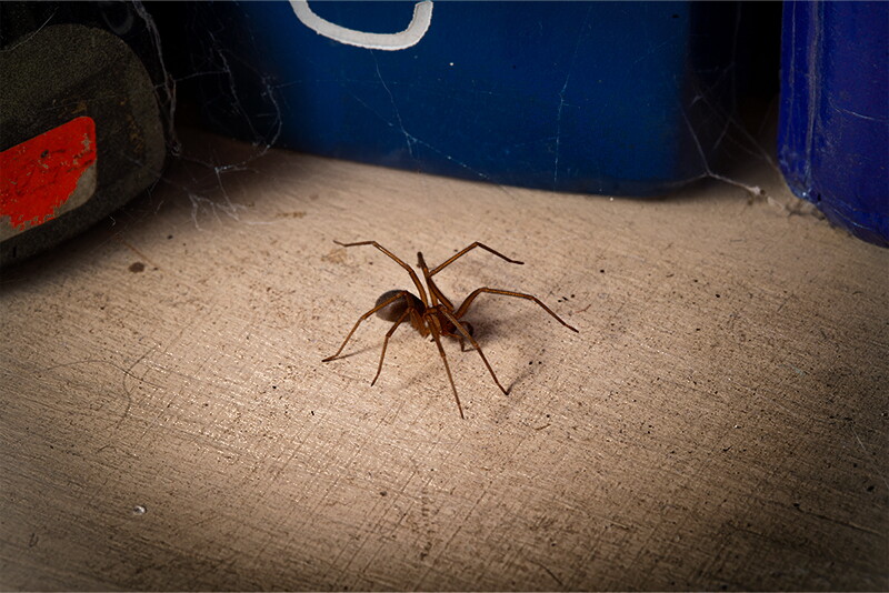 Small Pests, Big Problems: Protect Your Farm from Summer’s Hidden Threats