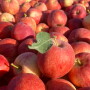 Gala apples from CMI Orchards