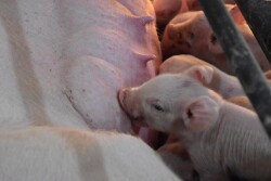 Piglet nursing on sow