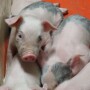 Piglets
