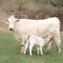 Charolais cow KSU.png