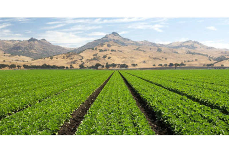 LGMA field.png
