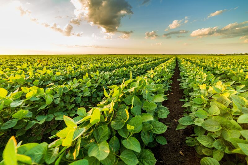 BASF expects to deliver the first trait-enabled, resolved isomeric postemergence herbicide with its introduction of Liberty ULTRA herbicide, Powered by Glu-L Technology, to the U.S. marketplace next season, the company reports.