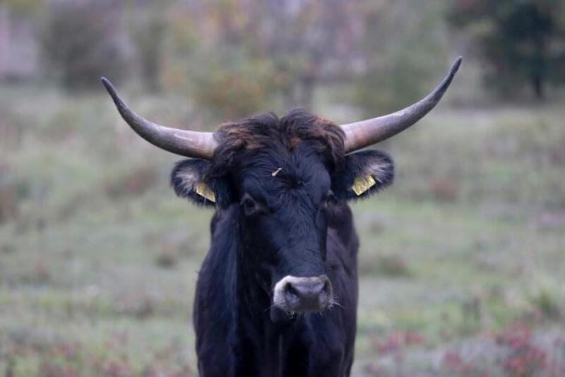Tauros